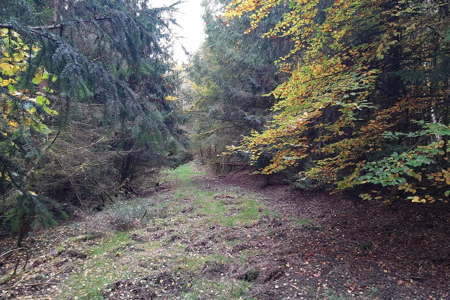 A narrow grassy track runs through dense trees with evergreen branches and yellow autumn leaves.
