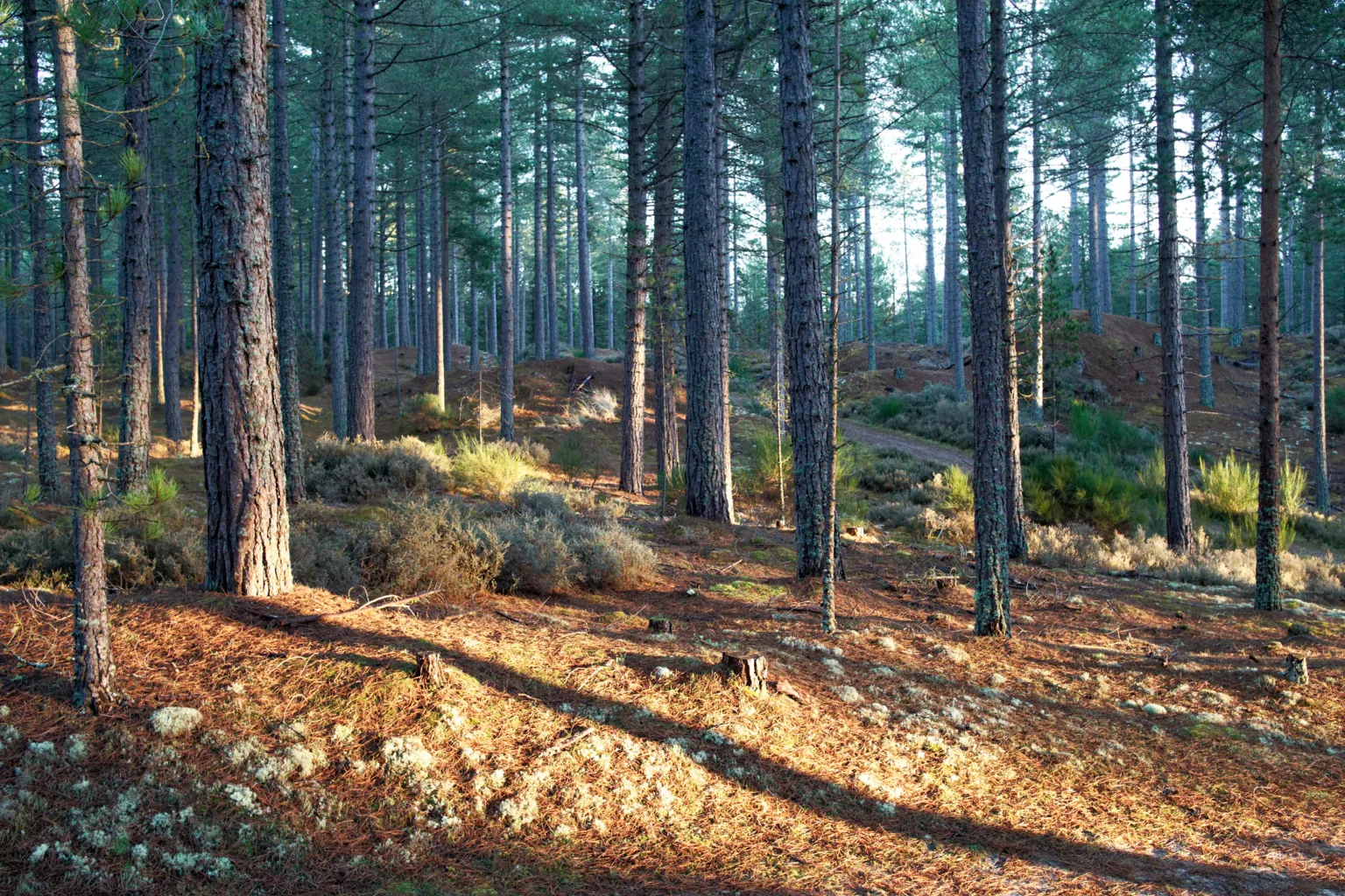 Tall slender tree trunks rise from a woodland floor covered with low plants and patches of sunlight.
