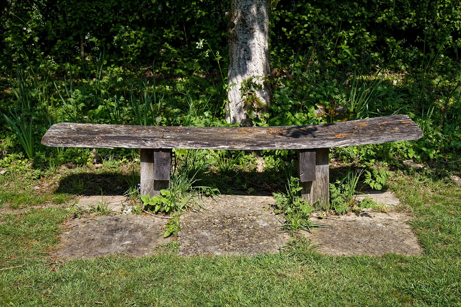 A simple wooden bench made from a broad plank rests on grass beside a tree and leafy A simple wooden bench made from a broad plank rests on grass beside a tree and leafy woodland plants.