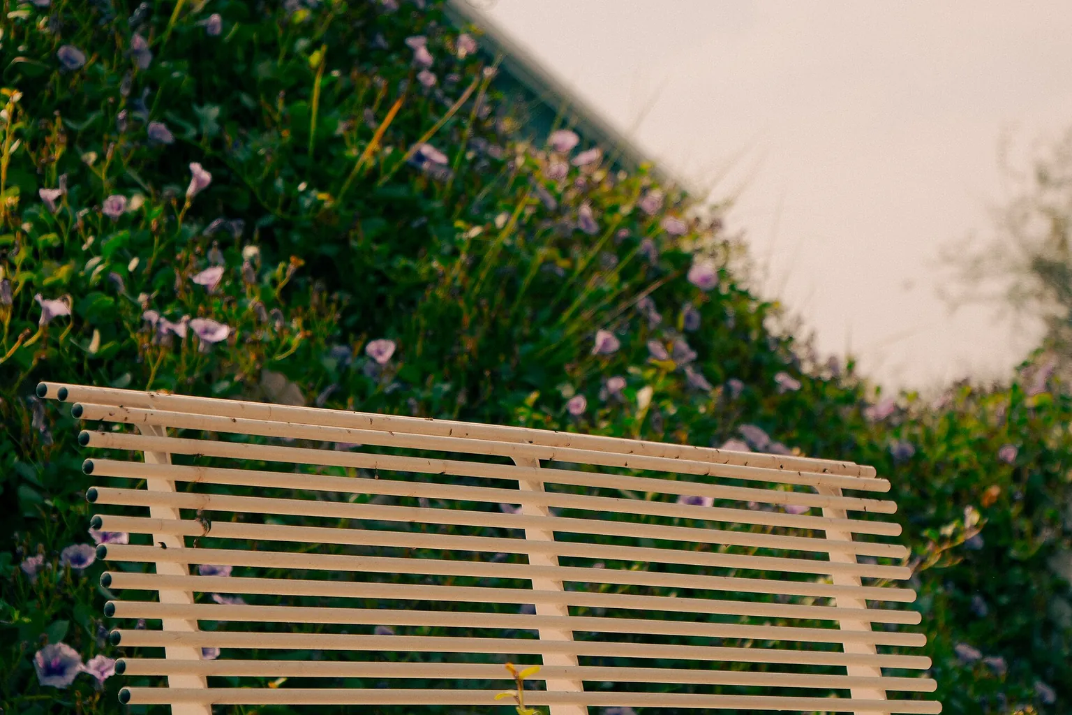 A slatted wooden garden bench is surrounded by pink and purple flowers against a A slatted wooden garden bench is surrounded by pink and purple flowers against a pale wall.