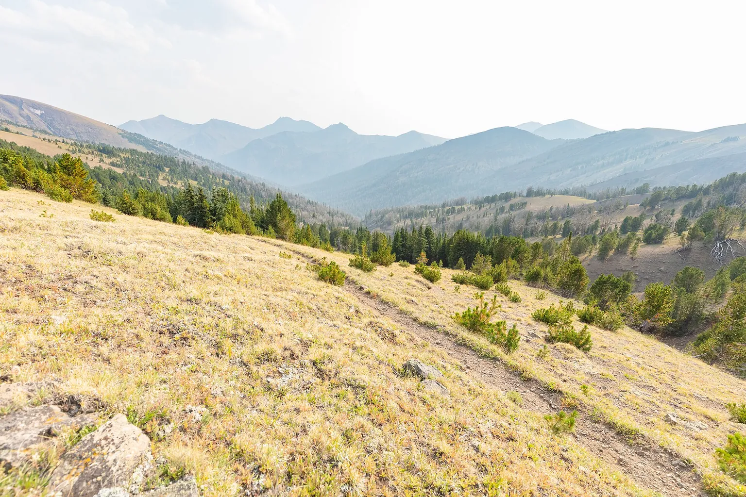 A grassy mountain slope overlooks layered blue ridges, with scattered evergreen A grassy mountain slope overlooks layered blue ridges, with scattered evergreen trees beneath a pale sky.