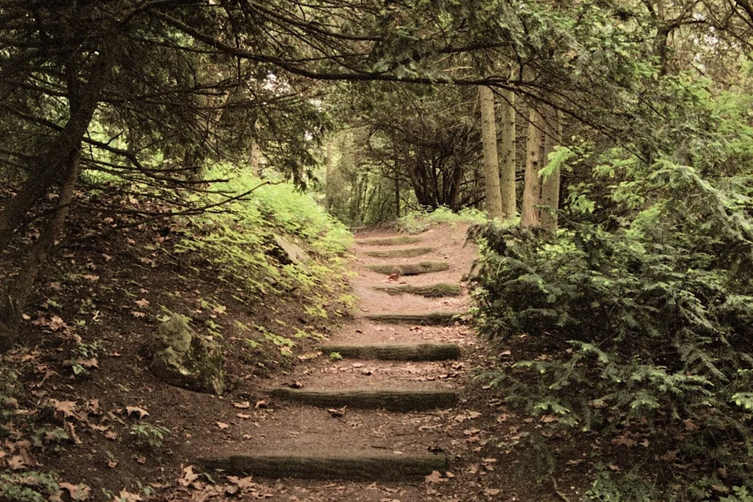 Woodland path with log steps and ferns Low log steps cross a dirt path bordered by ferns, rocks, and tree trunks.