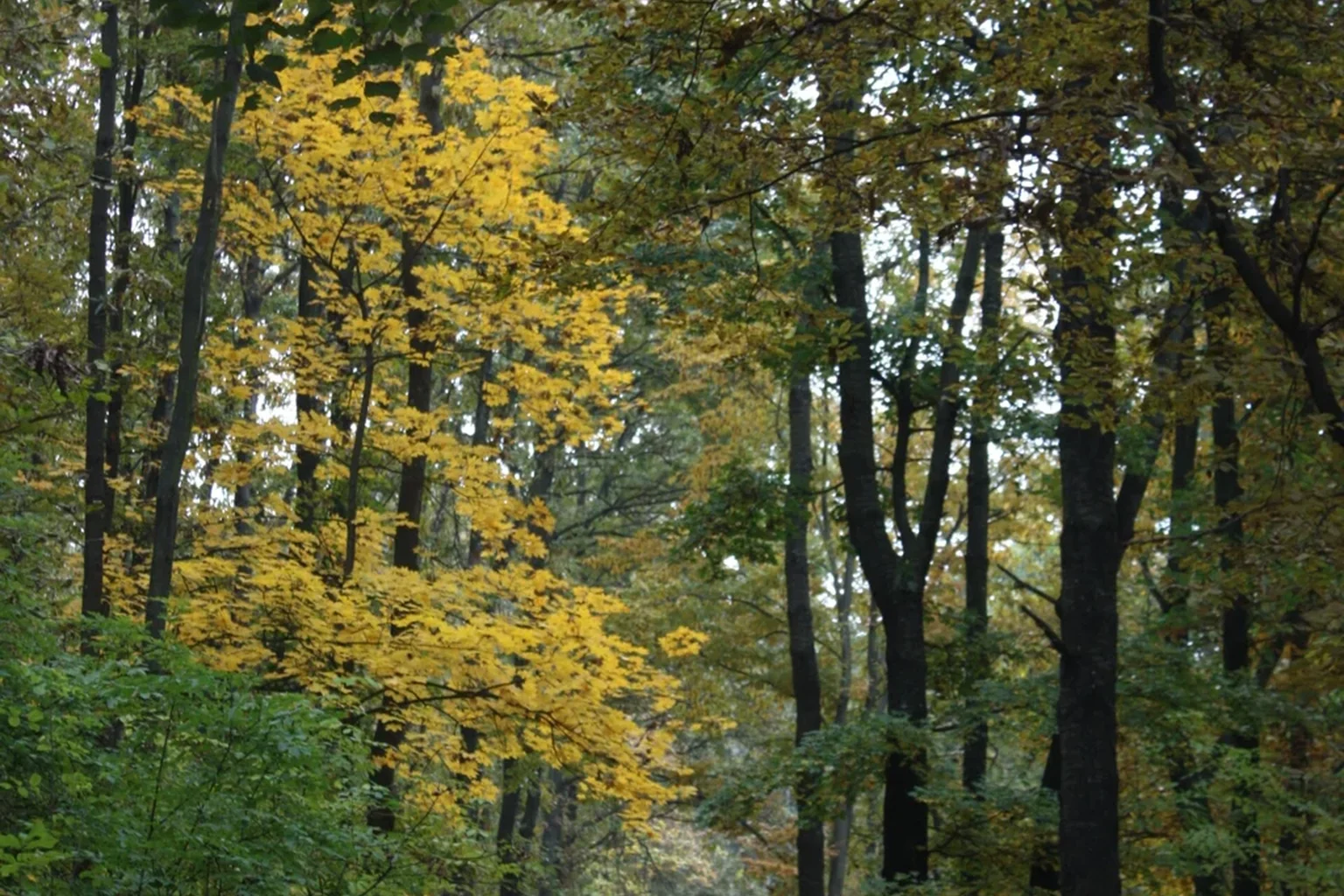 Yellow autumn foliage among tall tree trunks Yellow autumn leaves and green foliage surround tall dark tree trunks.