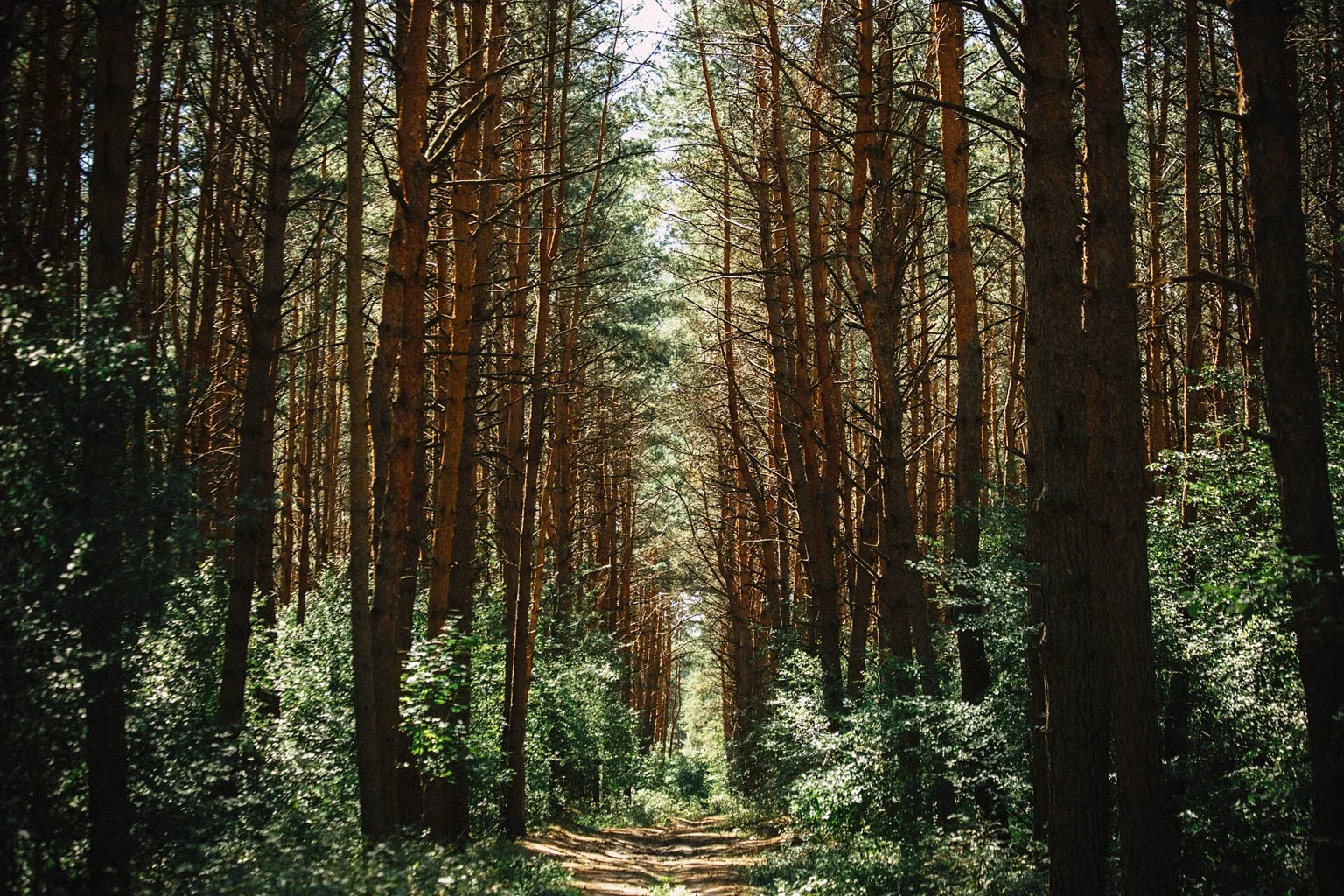 Dirt track beneath tall evergreen trees A dirt track runs between tall evergreen trees and dense shrubs in patches of sunlight.