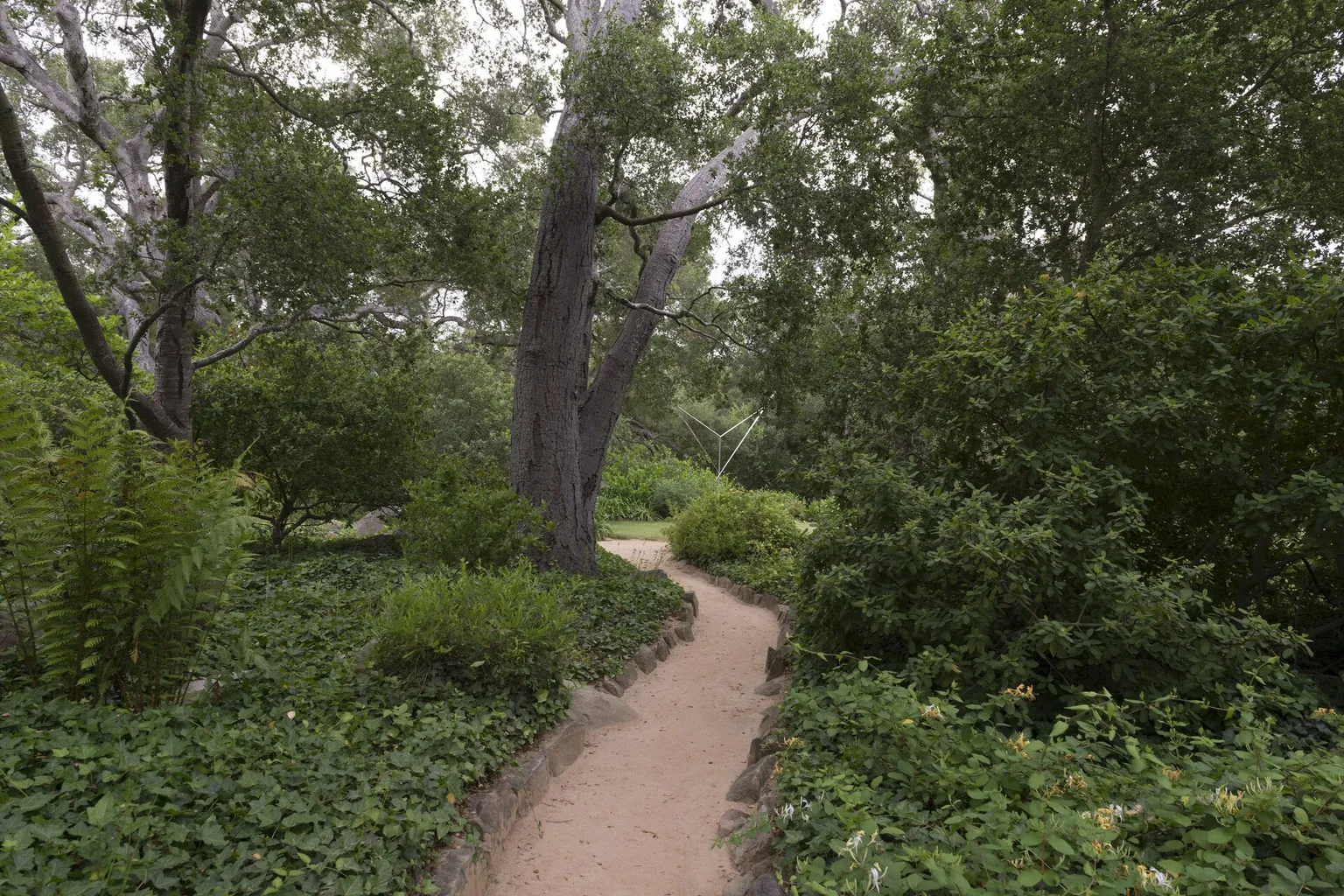 A narrow dirt path curves past shrubs and a large tree in a green A narrow dirt path curves past shrubs and a large tree in a green garden.