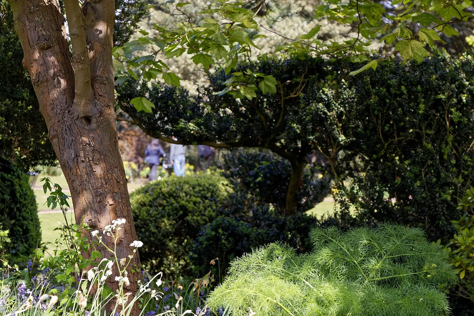 Purple flowers grow beneath leafy trees beside a sunlit garden Purple flowers grow beneath leafy trees beside a sunlit garden path.