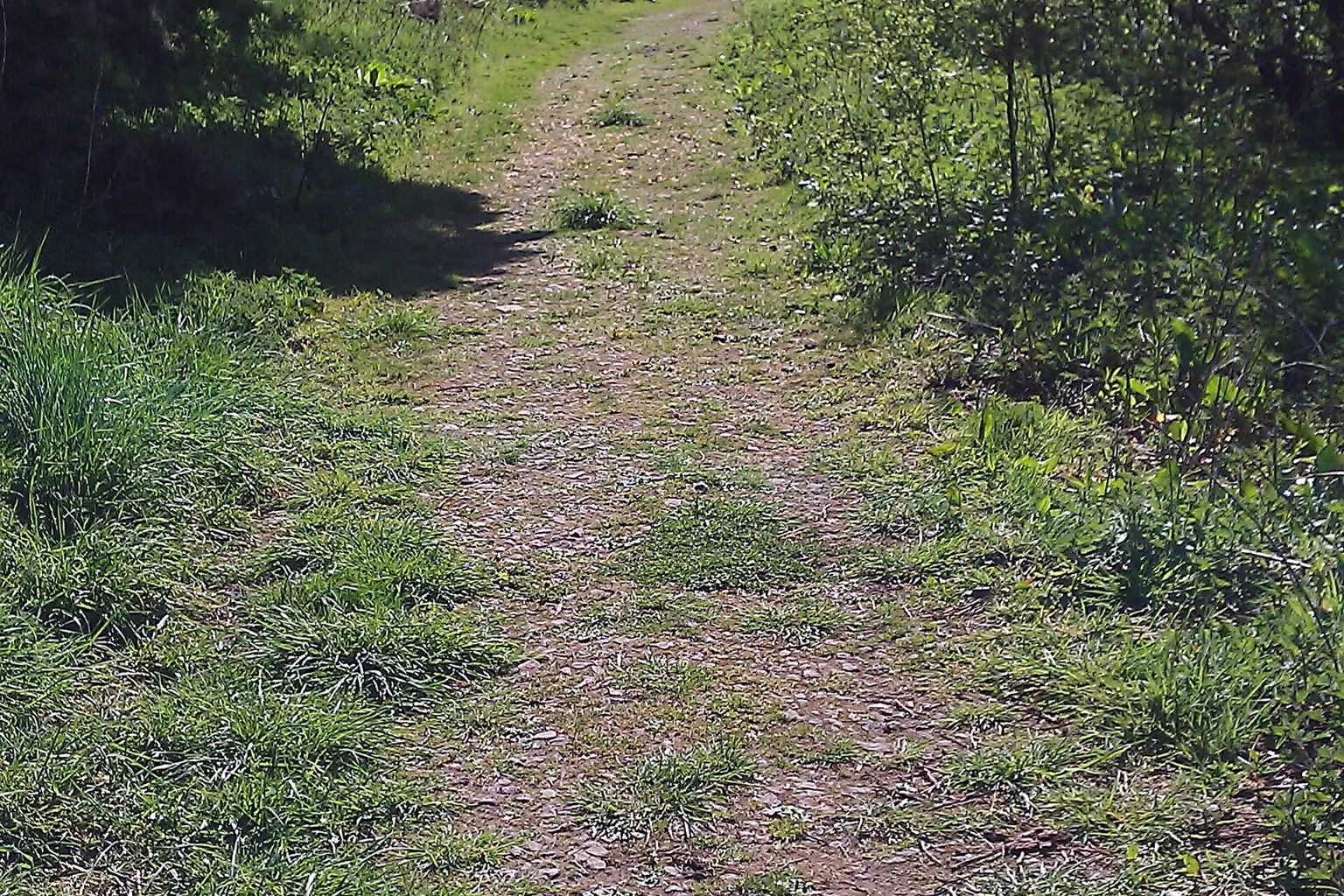 A worn dirt path runs between grass and low green plants, with patches of sunlight and shade.