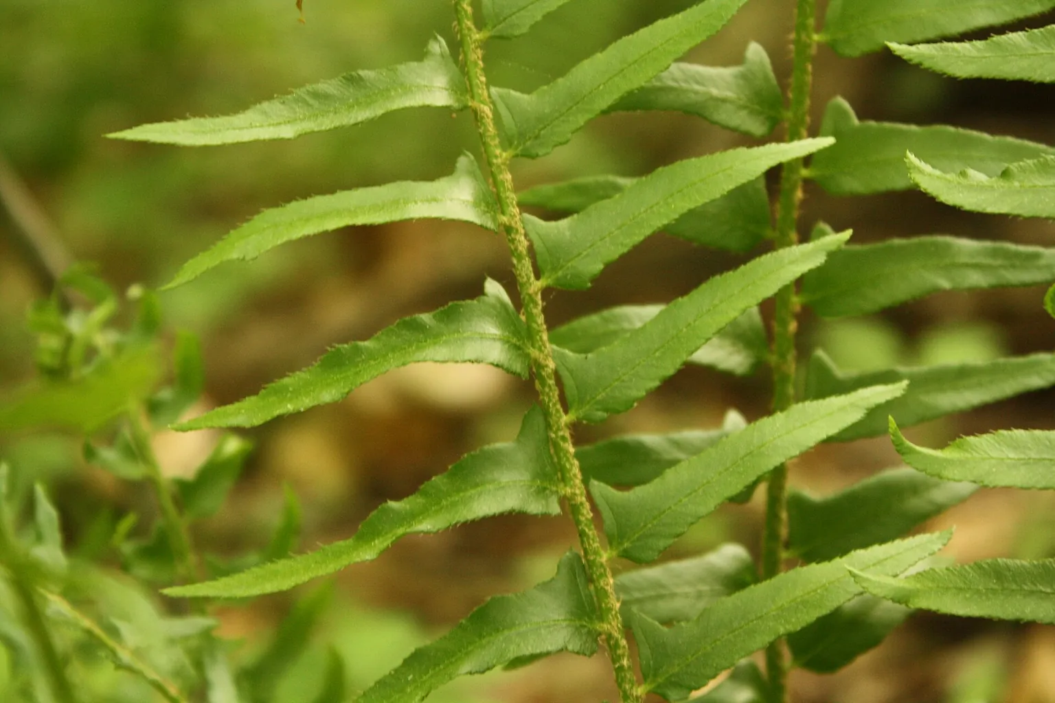 Green fern leaflets extend from a slender stem against a softly blurred woodland background.