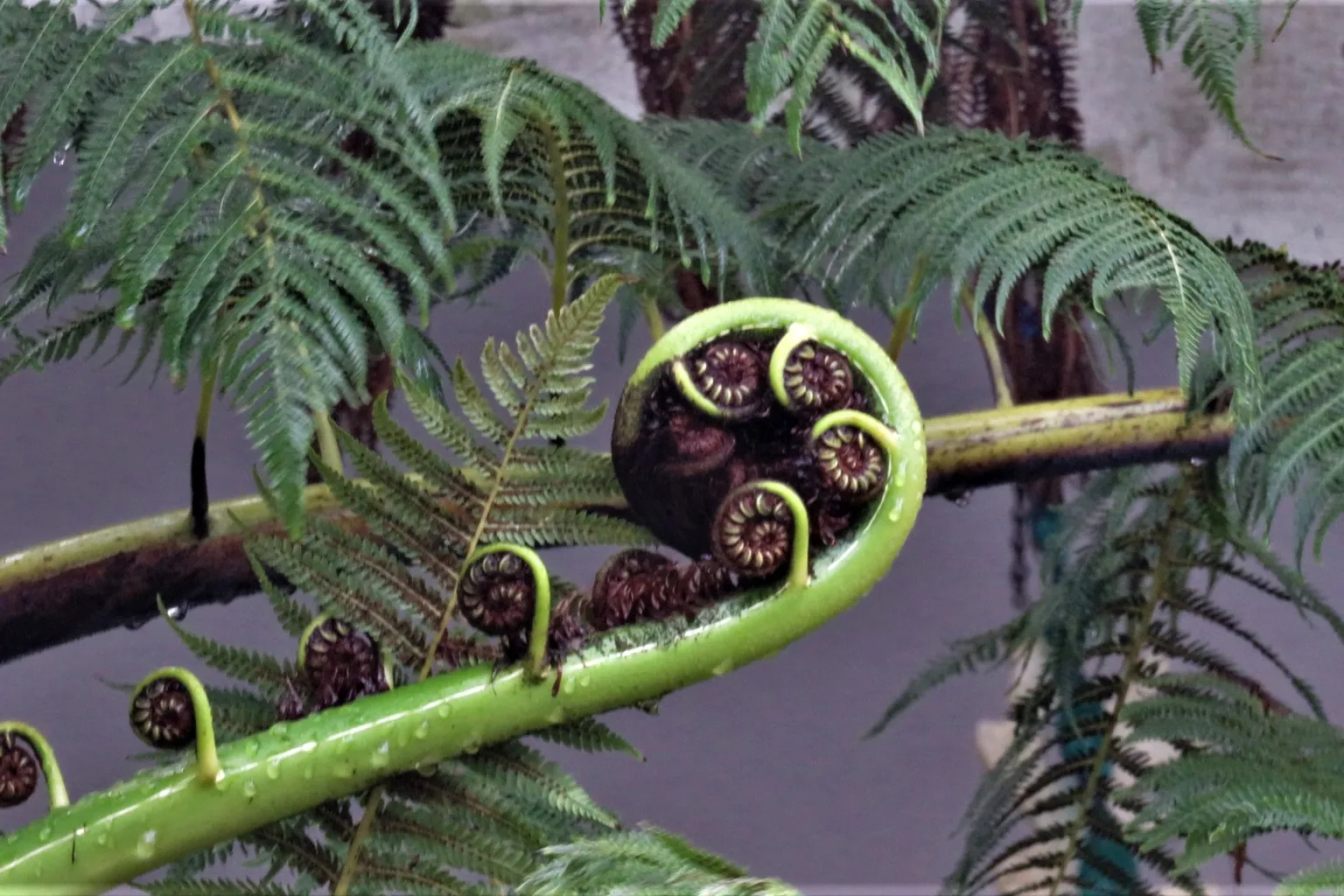 Curled fern shoots rise from a green stem beside open fern leaves in a shaded garden.