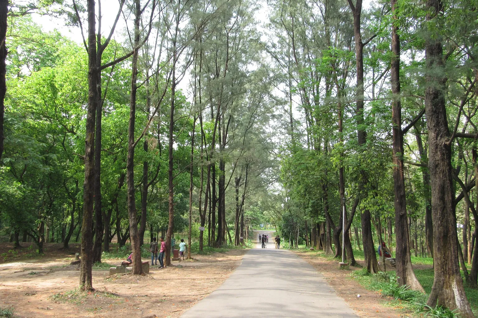 A broad dirt path leads through a grove of slender trees beneath bright green leaves.