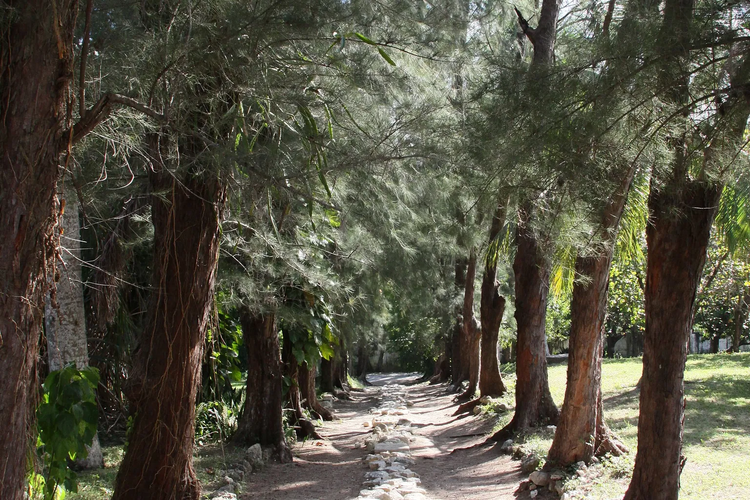 A sandy woodland path passes between tall twisting trunks and shaded green foliage.