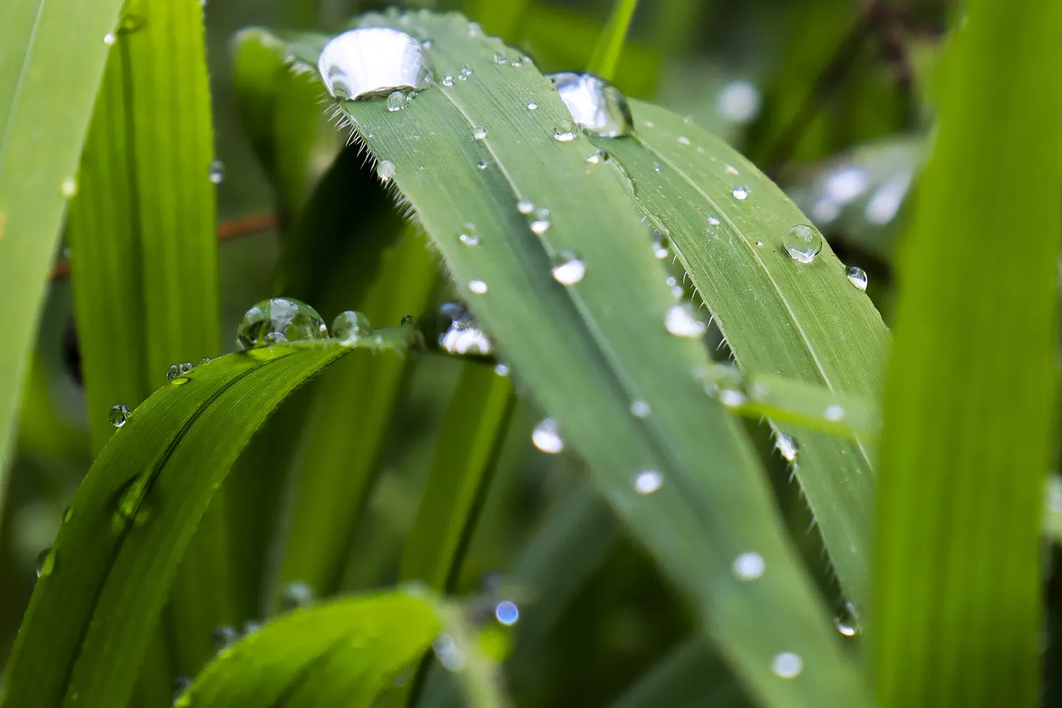 Clear water droplets rest on a curved blade of bright green grass beside surrounding Clear water droplets rest on a curved blade of bright green grass beside surrounding leaves.