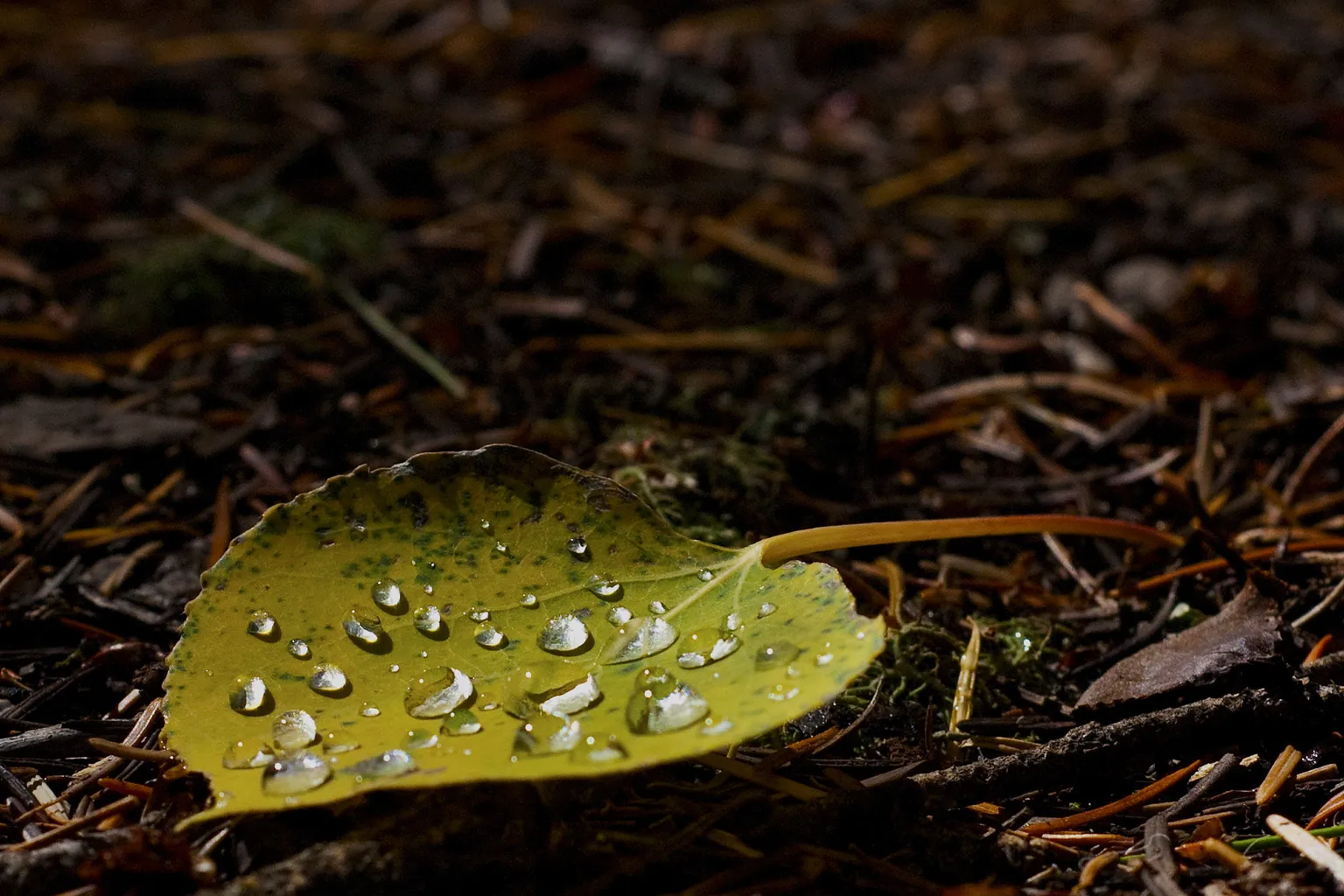 Water droplets rest on a fallen yellow-green leaf on a dark forest floor scattered Water droplets rest on a fallen yellow-green leaf on a dark forest floor scattered with needles.