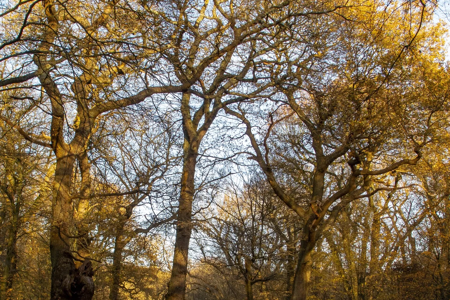 Golden leaves spread across tall tree branches, with pale sunlight visible through the canopy.