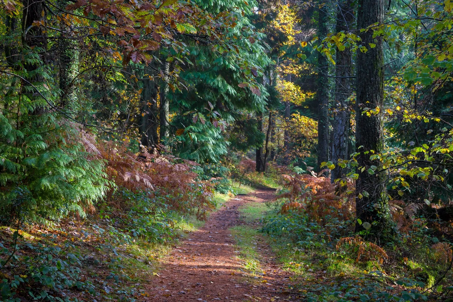 A narrow earthen path passes through green woodland, with bright leaves and moss along the edges.