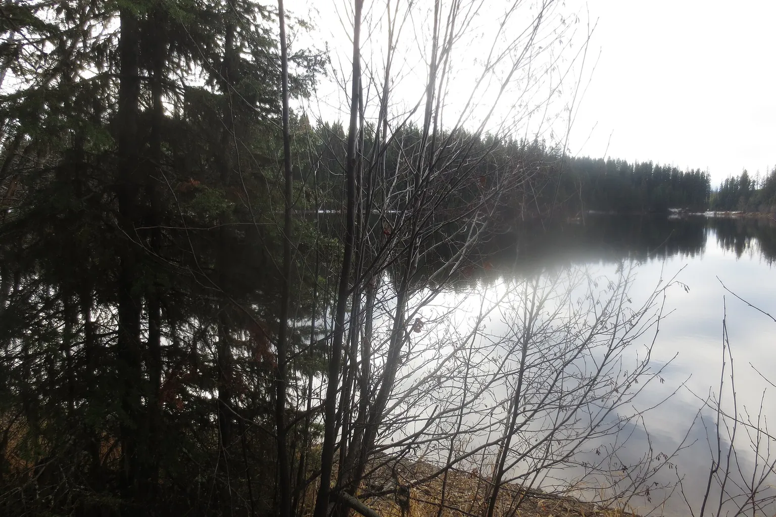 Bare branches and evergreen trees frame a still lake beneath a gray sky, reflected Bare branches and evergreen trees frame a still lake beneath a gray sky, reflected in the calm water.