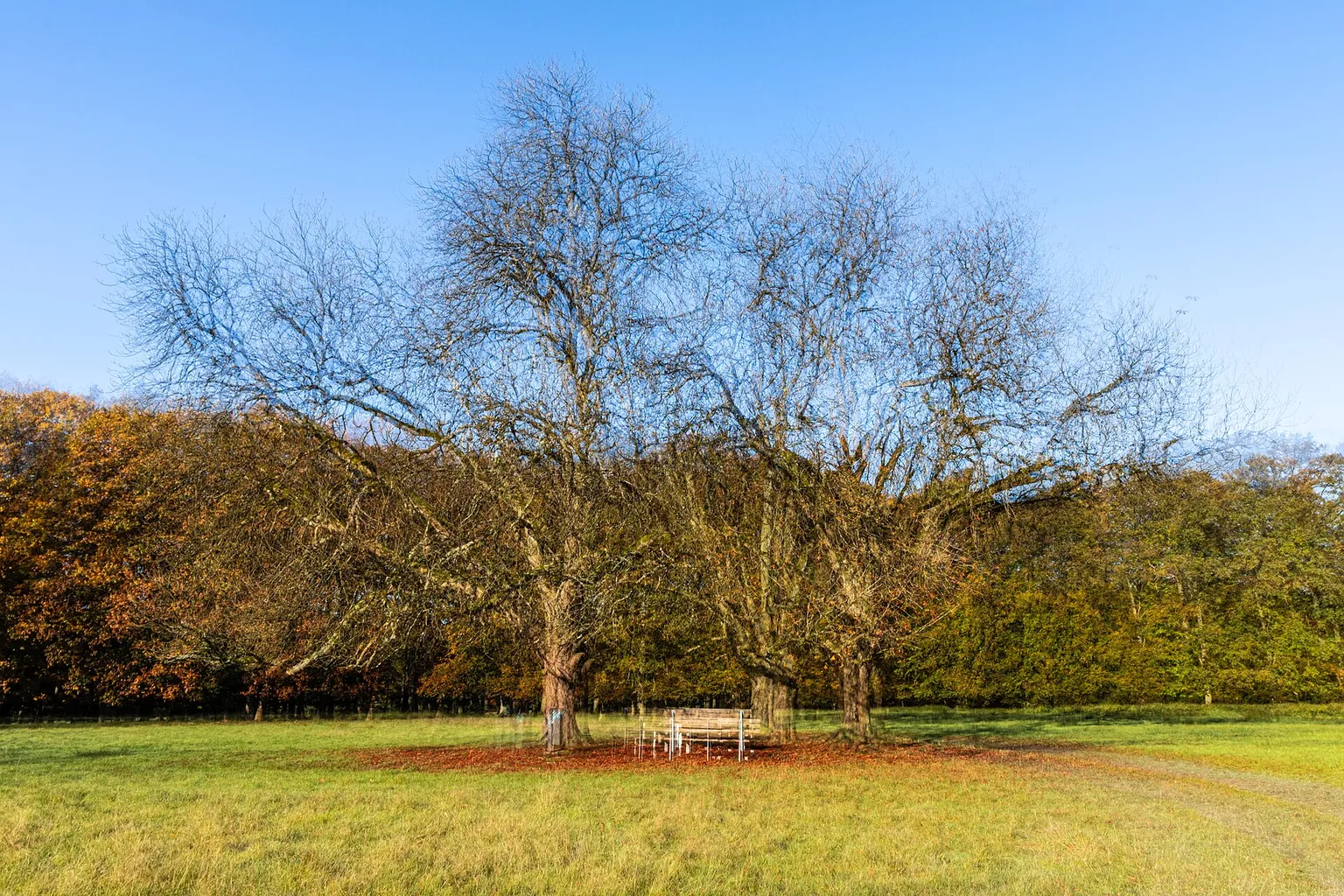 A large leafless tree stands beside an empty bench on a grassy lawn beneath a blue sky.