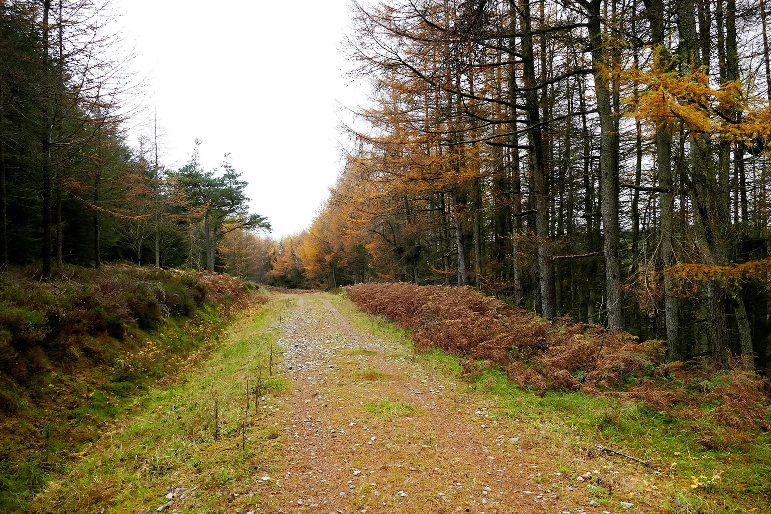A wide grassy track leads between rows of autumn trees, with green ferns growing along its edges.