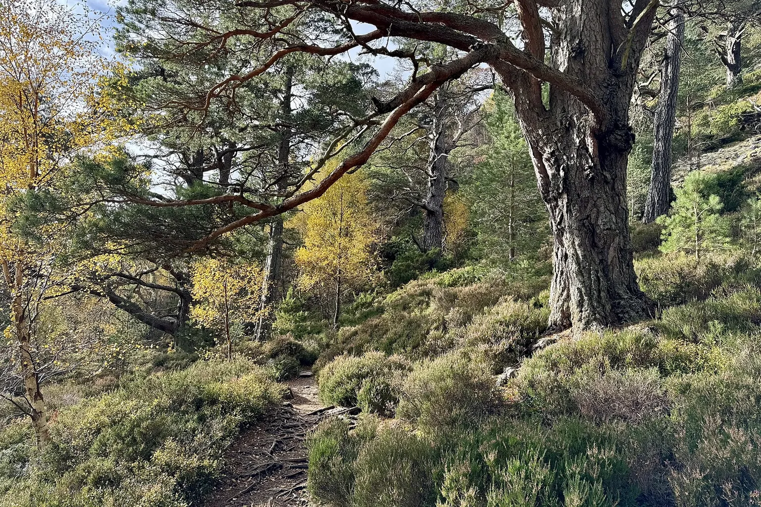 A winding dirt trail passes a large tree and shrubs on a rocky woodland slope with filtered sunlight.