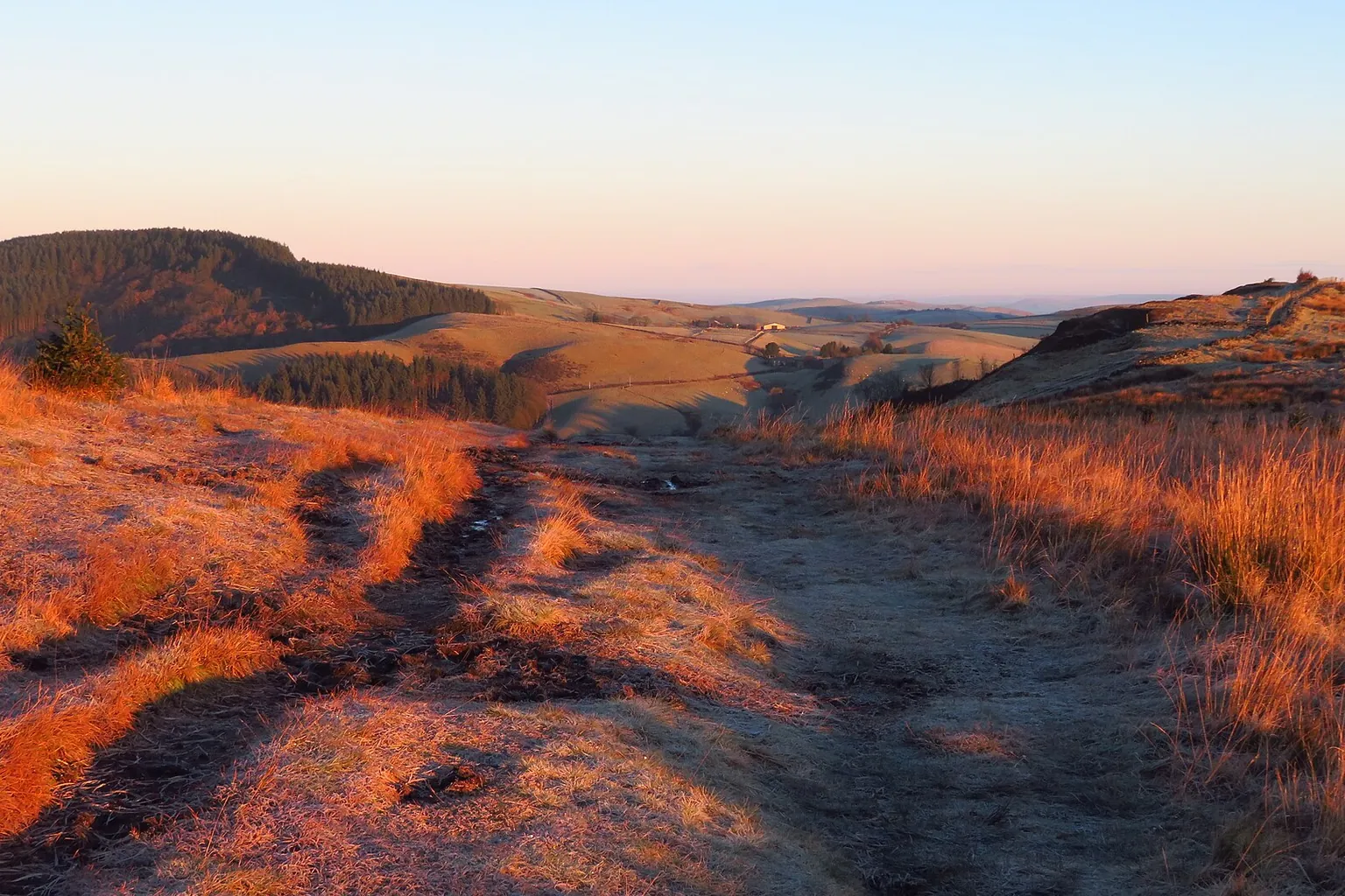 A narrow trail crosses an open grassy hillside in warm evening light, with dark woodland in the distance.