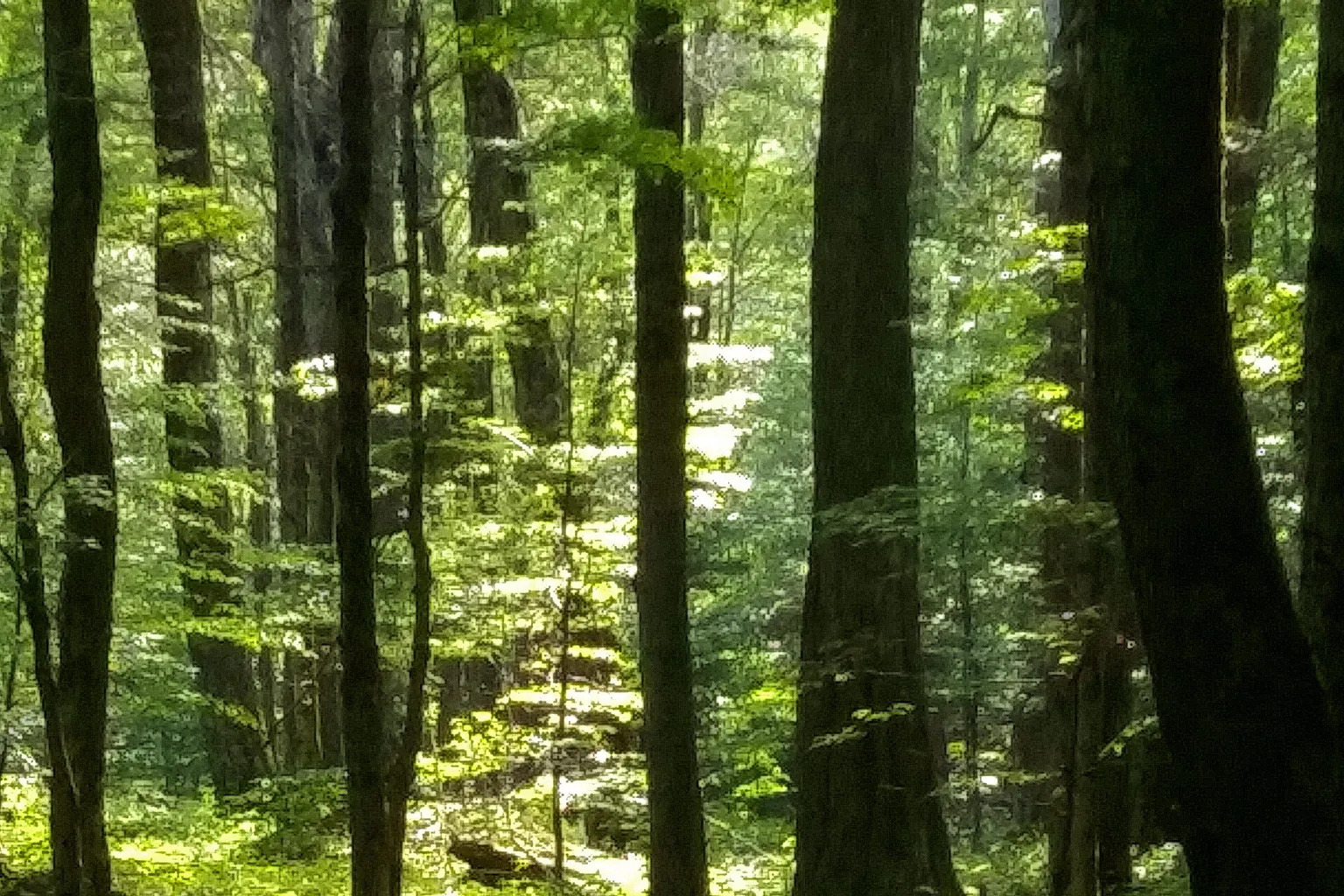 Tall trees stand in green woodland, with bright afternoon light filtering through their leaves.