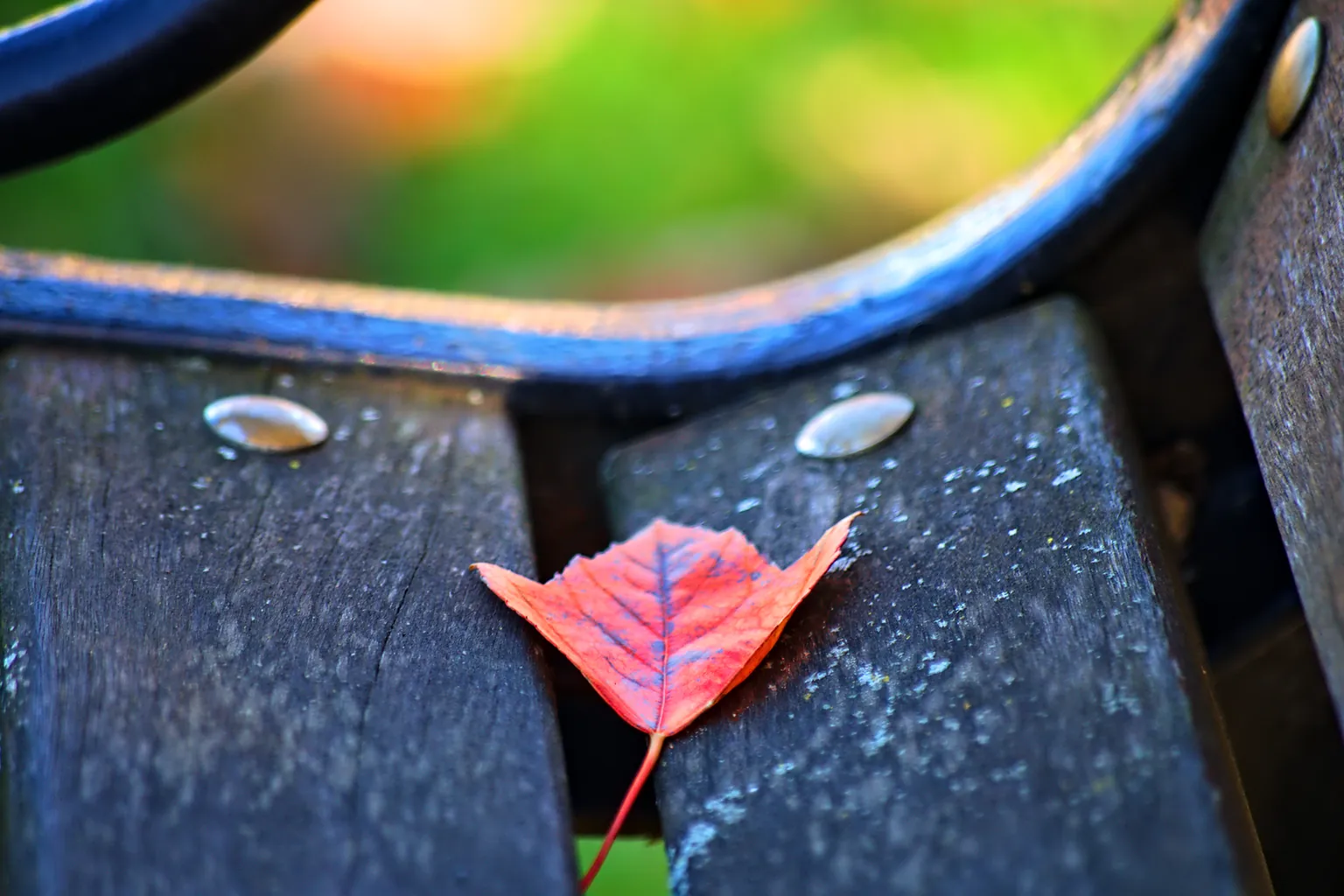 A red autumn leaf rests on the dark arm and slats of an empty blue A red autumn leaf rests on the dark arm and slats of an empty blue bench.