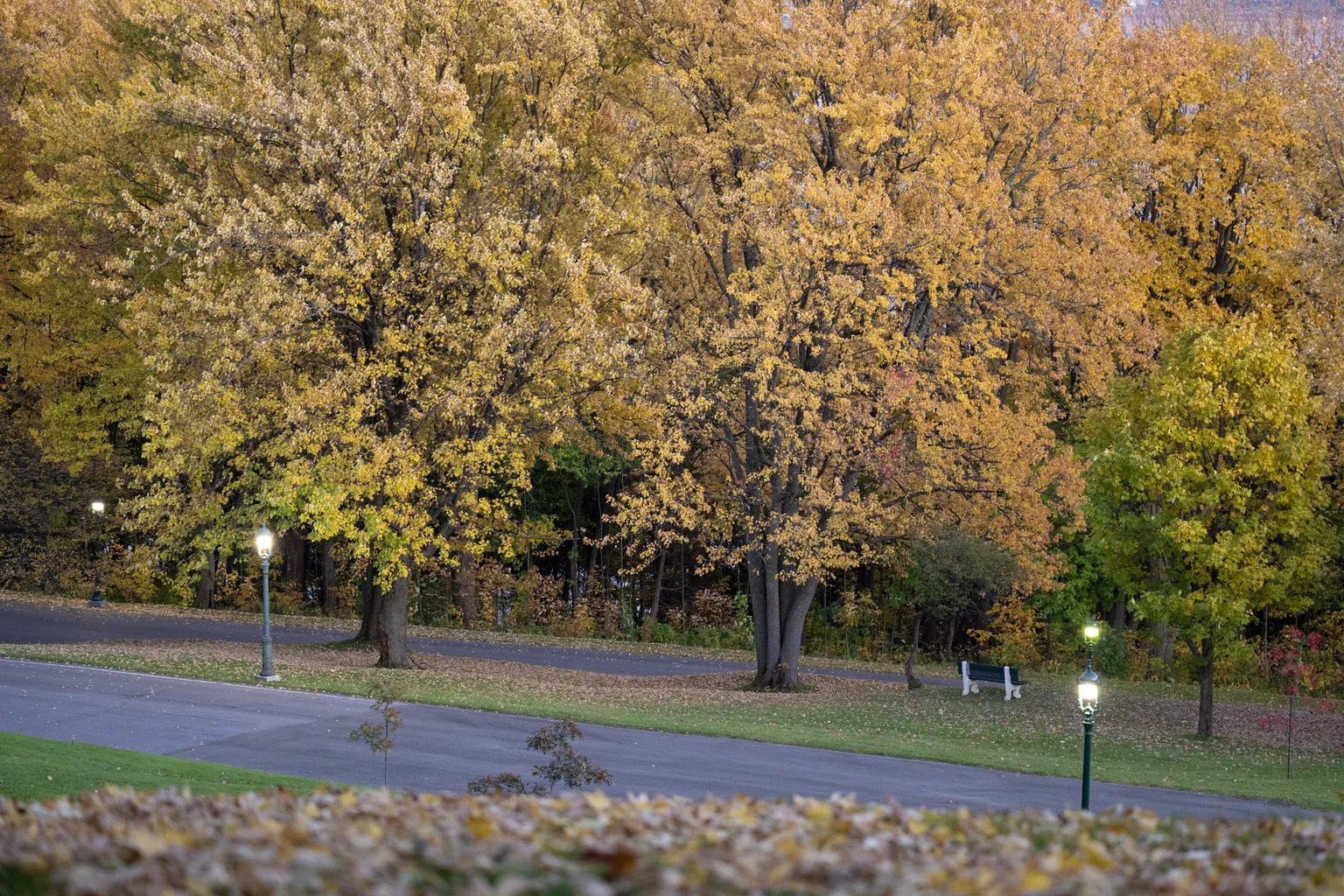 Yellow autumn trees stand beside an empty paved park path and a broad stretch of Yellow autumn trees stand beside an empty paved park path and a broad stretch of grass.